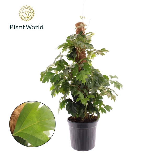<h4>Cissus rhombifolia 'Ellen Danica Mosstok</h4>