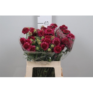 Scab At Raspberry Scoop