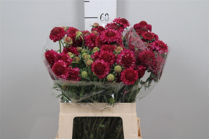 <h4>Scab At Raspberry Scoop</h4>