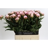 Paeonia Sarah Bernhardt