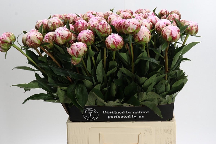 Paeonia Sarah Bernhardt