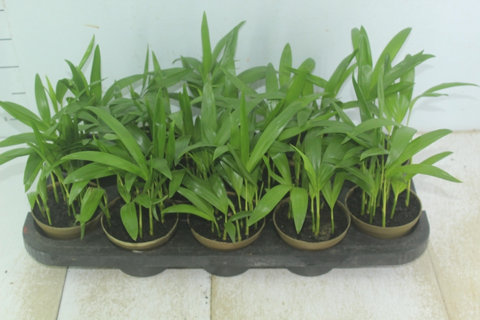 <h4>ARECA BAMBU P11</h4>