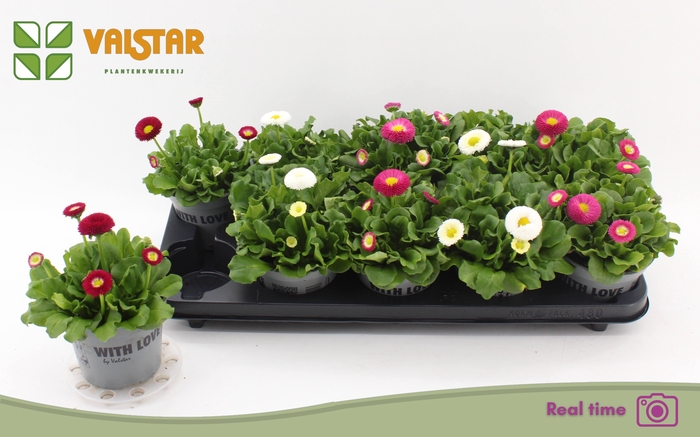 <h4>BELLIS P KL BEL GEM</h4>