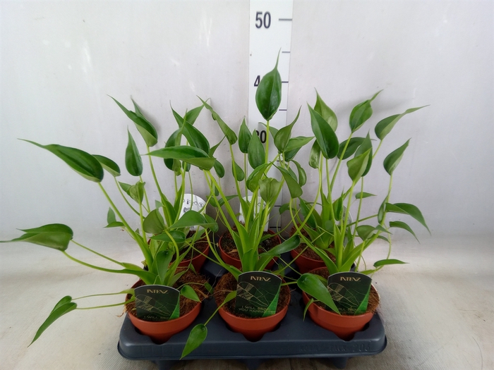 <h4>Alocasia  'Tiny Dancers'</h4>