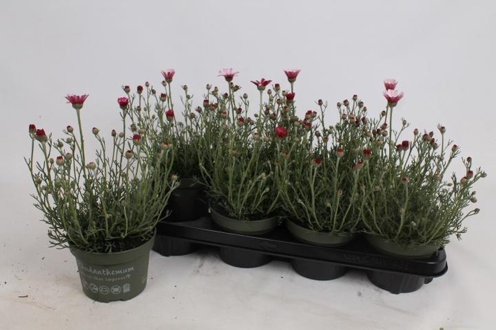 arr8 Rhodan H Zagora Pink