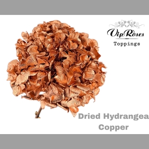 DRIED HYDRANGEA COPPER