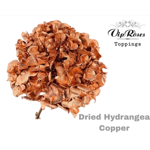DRIED HYDRANGEA COPPER