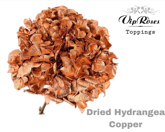 <h4>DRIED HYDRANGEA COPPER</h4>