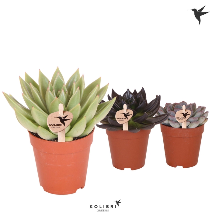 <h4>Kolibri Greens Succulenten Echeveria mix</h4>
