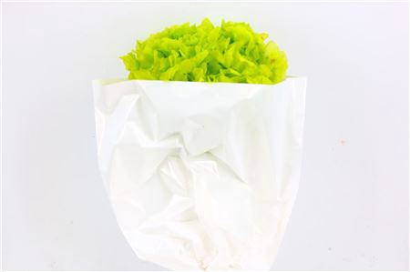 <h4>Pres Hydr Apple Green Bunch Head 16-18cm</h4>