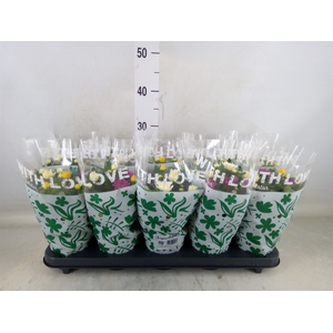 Chrysanthemum  'Da Vinci'  ...mix p