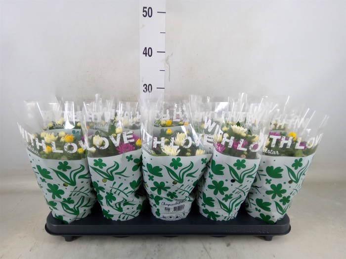<h4>Chrysanthemum  'Da Vinci'  ...mix p</h4>