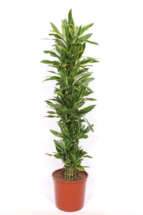 <h4>Dracaena Golden Coast</h4>