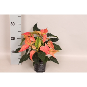 Poinsettia 10,5 cm Christmas Feelings® Fantasy