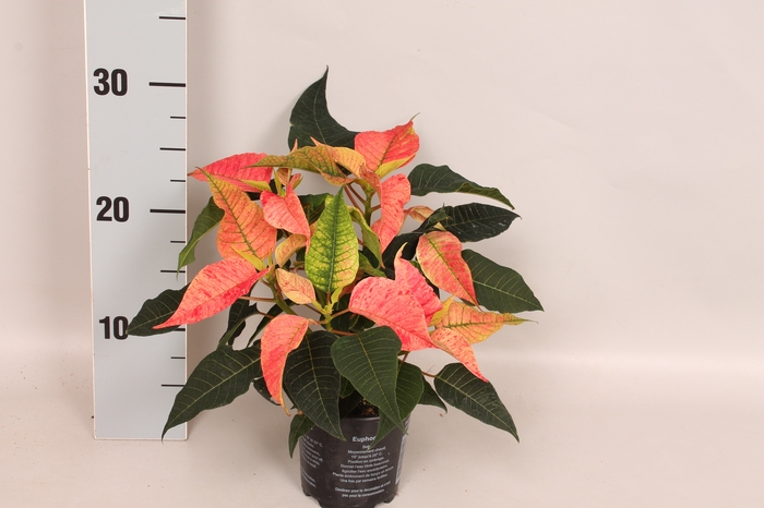 Poinsettia 10,5 cm Christmas Feelings® Fantasy