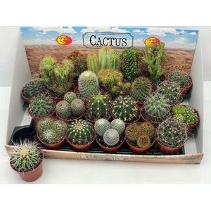 CACTUS GEM