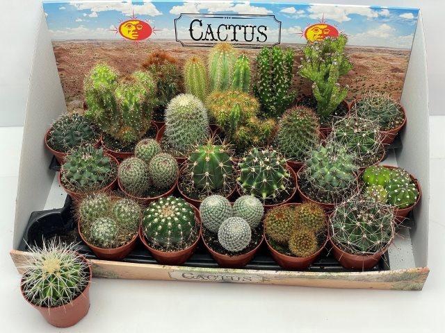 <h4>CACTUS GEM</h4>