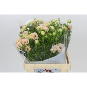 Ranunculus Butterfly Ariadne