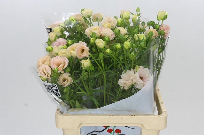 <h4>Ranunculus Butterfly Ariadne</h4>