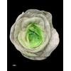 Brassica Marshmallow Green