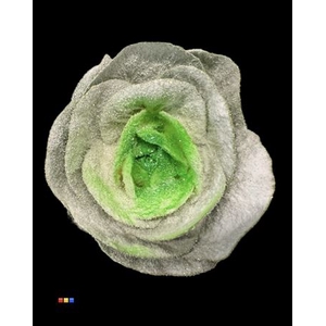 Brassica Marshmallow Green