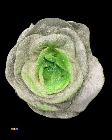 <h4>Brassica Marshmallow Green</h4>