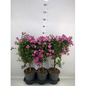 Anisodontea capensis 'Elega Prince'