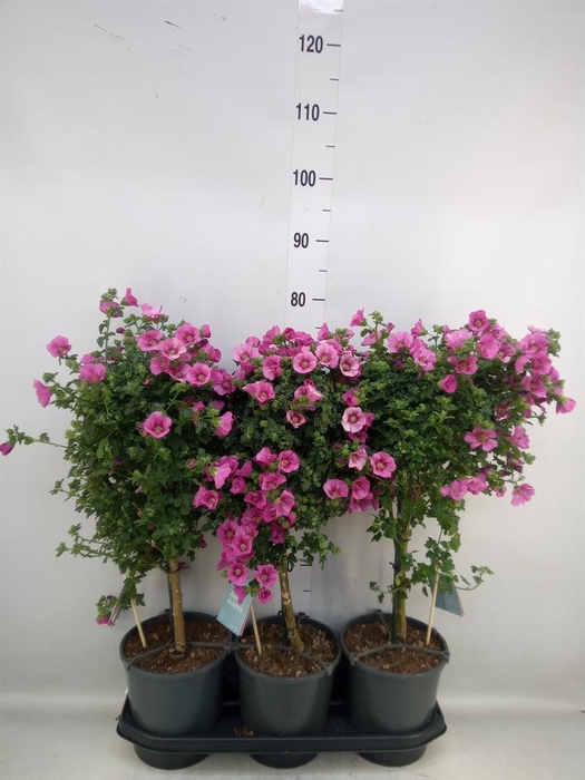 <h4>Anisodontea capensis 'Elega Prince'</h4>