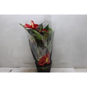 ANTHURIUM MICHIGAN P17 PREMIUM
