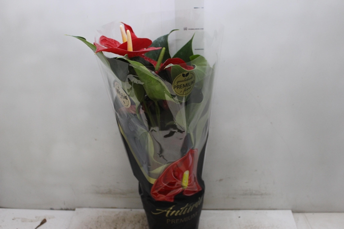 <h4>ANTHURIUM MICHIGAN P17 PREMIUM</h4>