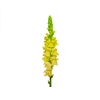 BOCA DE LEAO POTOMAC EARLY YELLOW 070 CM