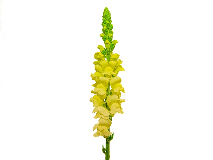 <h4>BOCA DE L POTOMAC EARLY YELLOW 080</h4>