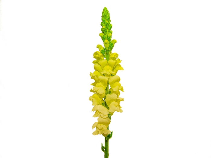 BOCA DE LEAO POTOMAC EARLY YELLOW 070 CM