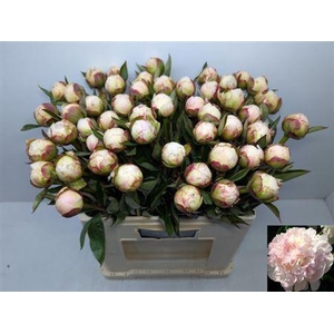 Paeo L Flor Nicholls