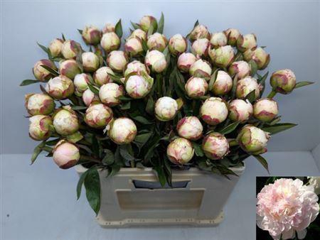 <h4>Paeo L Flor Nicholls</h4>