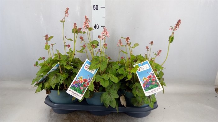 <h4>Heucherella  'Pink Revolution'</h4>