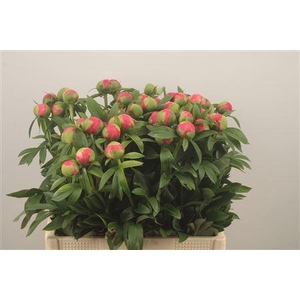 Paeo L Coral Charm X50