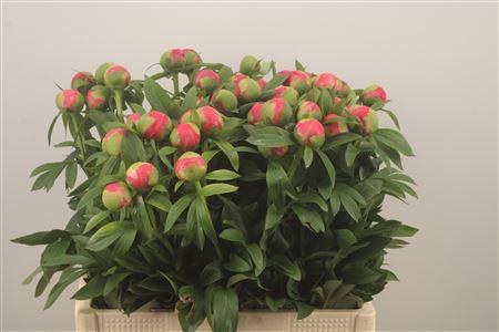 <h4>Paeo L Coral Charm X50</h4>