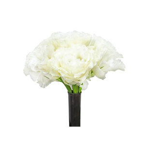 LISIANTHUS FLOR BRANCO