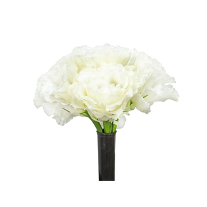 LISIANTHUS FLOR BRANCO