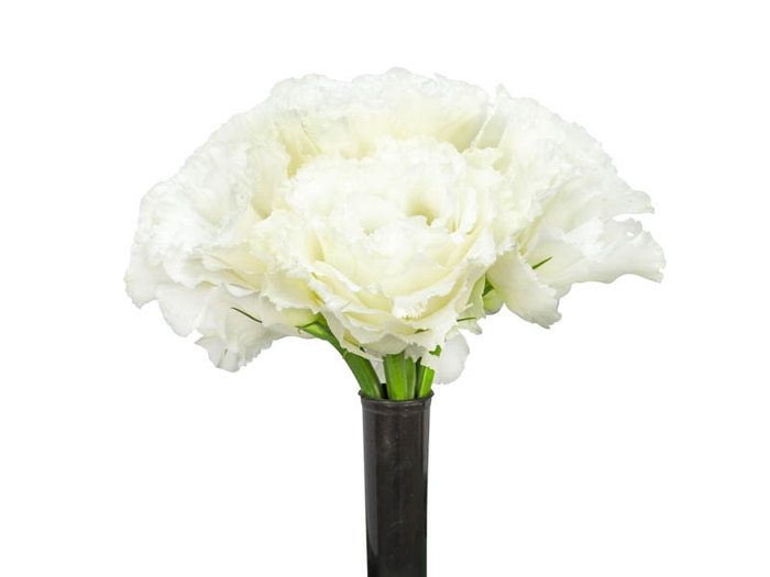 LISIANTHUS FLOR BRANCO