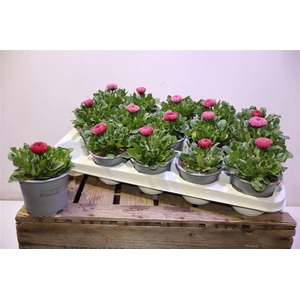 Bellis P Gr Rog Rose