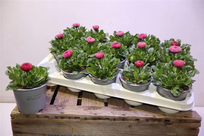 <h4>Bellis P Gr Rog Rose</h4>