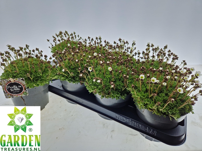 <h4>SAXIF ARENDSII</h4>