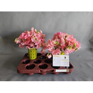 LATHYR MIST PINK