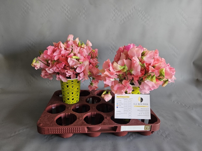 <h4>LATHYR MIST PINK</h4>