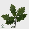 Quercus Rubra naturel L80 Naturel