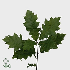 Quercus Rubra naturel L60 Sleeve naturel