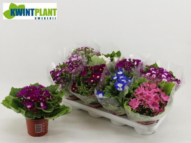 <h4>PERI C VENEZ GEM</h4>