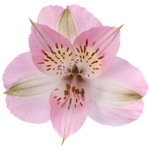 ALSTR LIGHT PINK Much